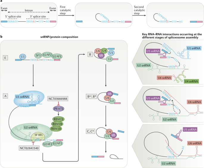 Roles And Mechanisms Of Alternative Splicing In Cancer - Implications ...