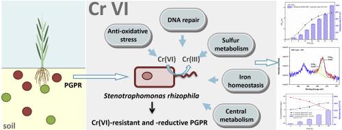 Characterization And Transcriptomic Analysis Of A Highly Cr Vi Resistant And Reductive Plant Growth Promoting Rhizobacterium Stenotrophomonas Rhizophila Dsmt Environmental Pollution X Mol