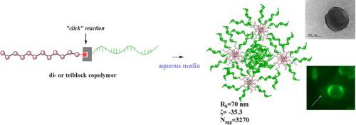 两亲核酸 聚合物缀合物组装成复杂的超聚集体 制备 性质和体外性能 European Polymer Journal X Mol