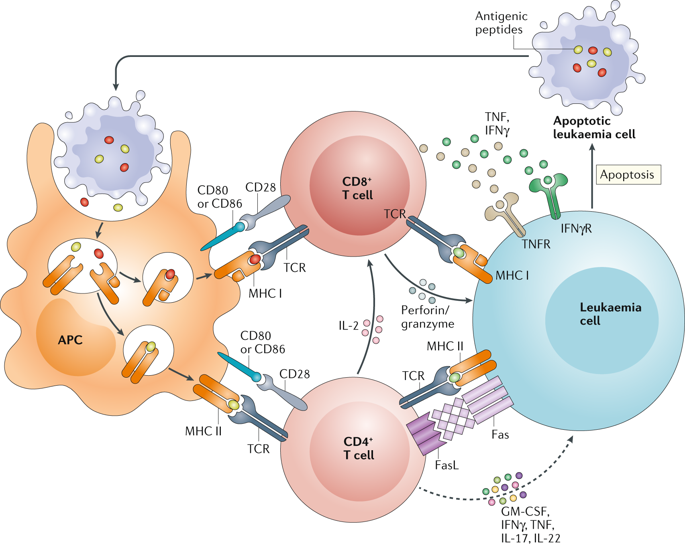 dissecting-the-biology-of-allogeneic-hsct-to-enhance-the-gvt-effect