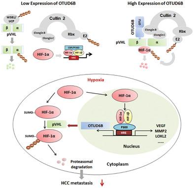 Deubiquitylase OTUD6B Governs PVHL Stability In An Enzyme-Independent ...