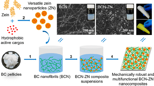 Nanocomposites Of Bacterial Cellulose Nanofibrils And Zein Nanoparticles For Food Packaging Acs Applied Nano Materials X Mol