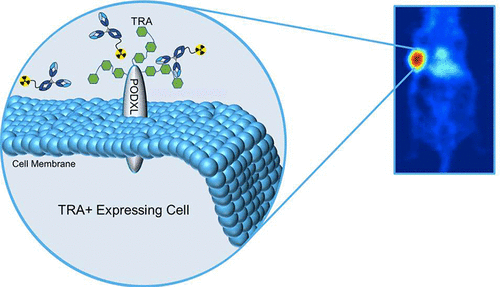 通过新型Zr-89标记的ImmunoPET成像剂检测癌症中的TRA-1-60。,Molecular 