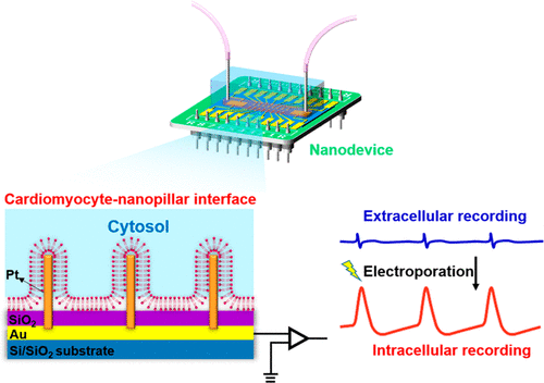 Heart On A Chip Model With Integrated Extra And Intracellular