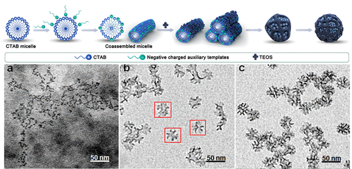 Design Of Dendritic Large-Pore Mesoporous Silica Nanoparticles With ...