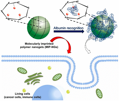 Cellular Interaction Regulation By Protein Corona Control Of ...