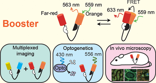 Booster, A Red-Shifted Genetically Encoded Förster Resonance Energy ...