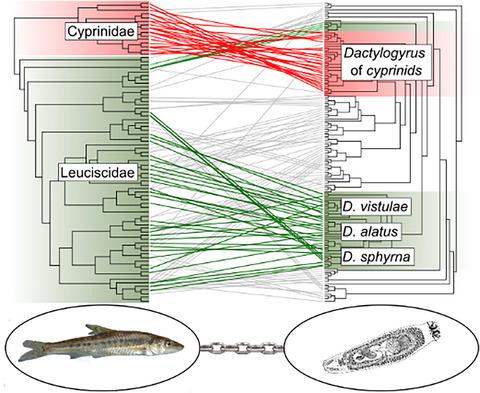 Dactylogyrus Monogenea 外寄生虫与东北欧地中海沿岸地区地方性鲤科鱼类之间的共系关系 Journal Of Zoological Systematics And Evolutionary Research X Mol