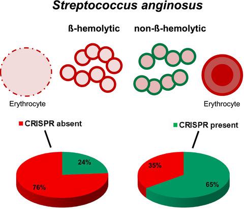 Heterogeneity Of Streptococcus Anginosus Ss Hemolysis In Relation To Crispr Cas Molecular Oral Microbiology X Mol