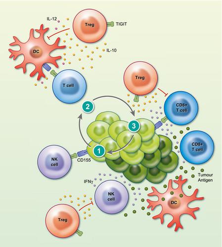 TIGIT As An Emerging Immune Checkpoint.,Clinical & Experimental ...