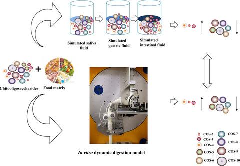 模拟的胃和肠消化对两种体外模型中壳寡糖的影响,International Journal 