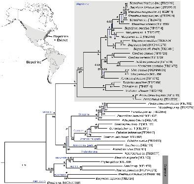 Molecular insights into the phylogeny of Blapstinina (Coleoptera 