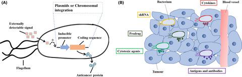 Bioengineered Escherichia Coli Nissle 1917 For Tumour-targeting Therapy ...