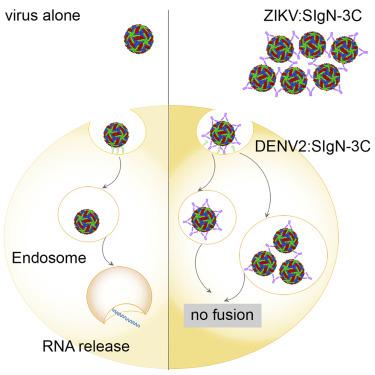A Human Antibody Neutralizes Different Flaviviruses By Using