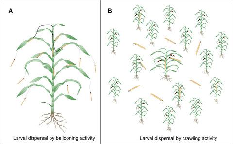 Larval Dispersal Of The Invasive Fall Armyworm, Spodoptera Frugiperda ...