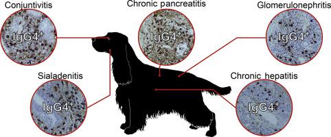 Chronic Inflammatory Disease In The Pancreas Kidney And Salivary Glands Of English Cocker Spaniels And Dogs Of Other Breeds Shows Similar Histological Features To Human Igg4 Related Disease Journal Of Comparative Pathology X Mol