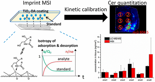 Quantitative Imprint Mass Spectrometry Imaging Of Endogenous Ceramides In Rat Brain Tissue With ...