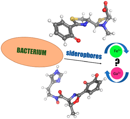 Gallium as an Antibacterial Agent: A DFT/SMD Study of the Ga3+/