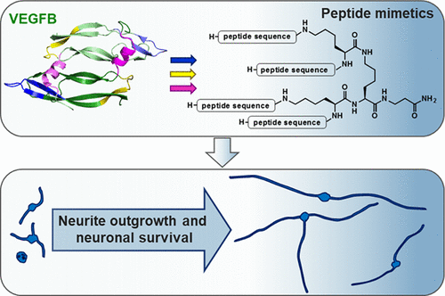 Neurotrophic Effects Of Vascular Endothelial Growth Factor B And Novel ...