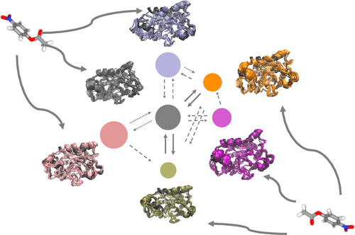 Global And Kinetic Profiles Of Substrate Diffusion In Candida ...