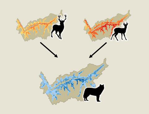 Deer Density Drives Habitat Use Of Establishing Wolves In The Western European Alps Journal Of Applied Ecology X Mol