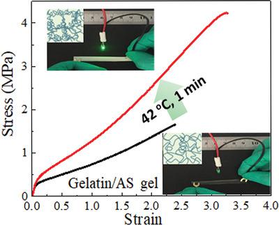 Electrically Conductive Tough Gelatin Hydrogel,Advanced Electronic ...