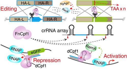 CAMERS-B: CRISPR/Cpf1 Assisted Multiple-genes Editing And Regulation ...