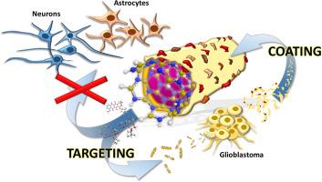 Homotypic Targeting And Drug Delivery In Glioblastoma Cells Through ...