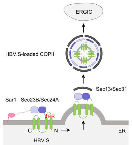 Hepatitis B Subviral Envelope Particles Use The COPII Machinery For ...