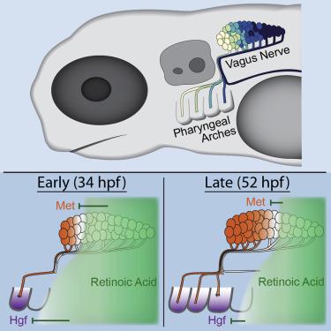 视黄酸通过hgf Met信号的时空协调来组织斑马鱼迷走神经马达运动图 Developmental Cell X Mol
