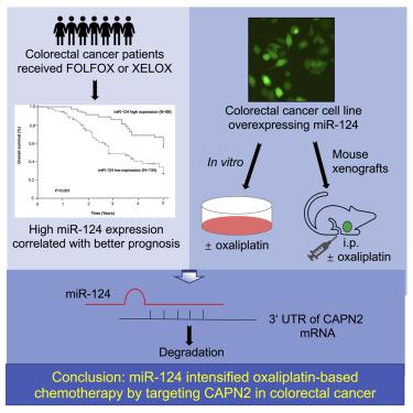 Mir 124 Intensified Oxaliplatin Based Chemotherapy By Targeting Capn2 In Colorectal Cancer Molecular Therapy Oncolytics X Mol