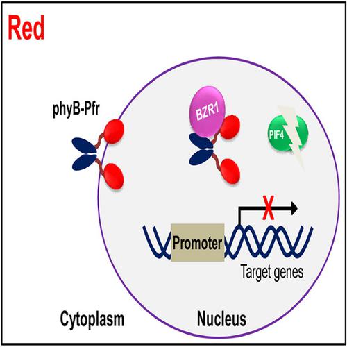 Photoexcited Phytochrome B Interacts With Brassinazole Resistant 1 To ...