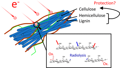 lignin and cellulose