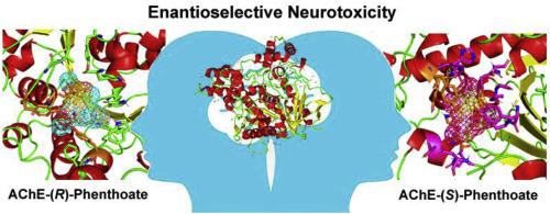 Elucidating The Potential Neurotoxicity Of Chiral Phenthoate Molecular Insight From Experimental And Computational Studies Chemosphere X Mol