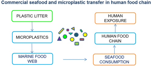 Occurrence Of Microplastics In Commercial Seafood Under The Perspective ...