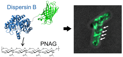 用于监测生物膜形成中PNAG产生的非活性Dispersin B探针。,ACS Chemical Biology - X-MOL