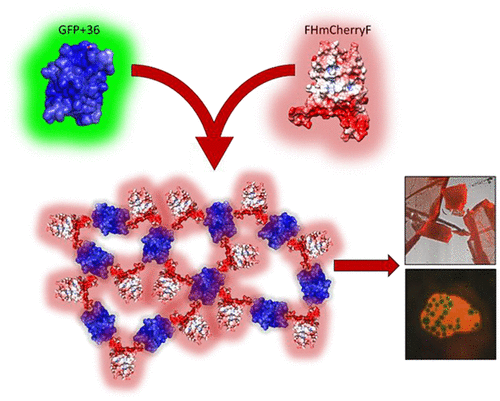 A Modular Method For Directing Protein Self-Assembly.,ACS Synthetic ...