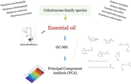 九种芹菜科精油的化学多样性 Chemistry Biodiversity X Mol