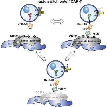 Rapidly Switchable Universal Car T Cells For Treatment Of Cd Positive Leukemia Molecular