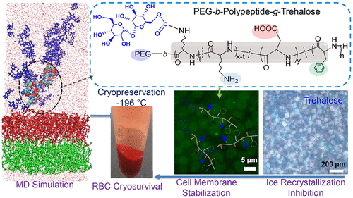 Membrane Stabilization Of Poly(ethylene Glycol)-b-polypeptide-g ...