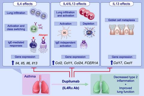 Dual Blockade Of IL‐4 And IL‐13 With Dupilumab, An IL‐4Rα Antibody, Is ...