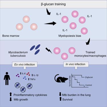 B Glucan Induces Protective Trained Immunity Against Mycobacterium Tuberculosis Infection A Key Role For Il 1 Cell Reports X Mol