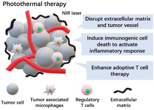 Reprogramming Tumor Microenvironment with Photothermal Therapy