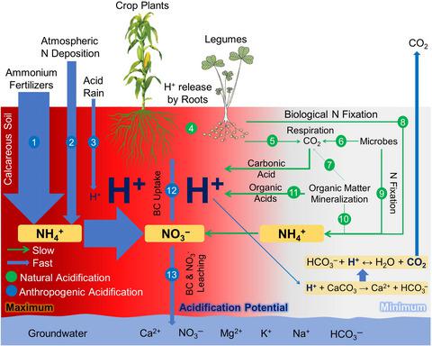 Dramatic Loss Of Inorganic Carbon By Nitrogen Induced Soil Acidification In Chinese Croplands Global Change Biology X Mol