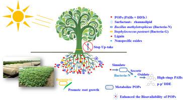 Effect Of Lignin And Plant Growth Promoting Bacteria Staphylococcus Pasteuri On Microbe Plant Co Remediation A Pahs Ddts Co Contaminated Agricultural Greenhouse Study Chemosphere X Mol