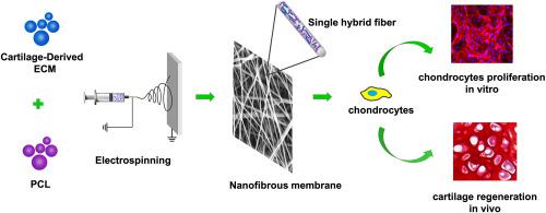 Engineering Cartilage Tissue Based On Cartilage Derived Extracellular Matrix Cecm Pcl Hybrid Nanofibrous Scaffold Materials Design X Mol