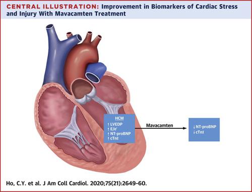 Evaluation Of Mavacamten In Symptomatic Patients With Nonobstructive Hypertrophic Cardiomyopathy Journal Of The American College Of Cardiology X Mol