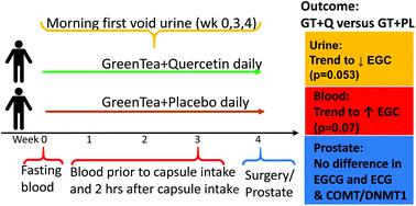 Prospective Randomized Trial Evaluating Blood And Prostate Tissue Concentrations Of Green Tea Polyphenols And Quercetin In Men With Prostate Cancer Food Function X Mol