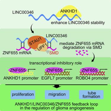 ANKHD1 / LINC00346 / ZNF655反馈回路在通过Staufen1介导的mRNA衰变 