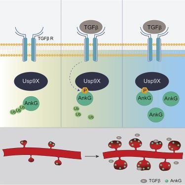 Tgf B Induced Phosphorylation Of Usp9x Stabilizes Ankyrin G And Regulates Dendritic Spine Development And Maintenance Cell Reports X Mol